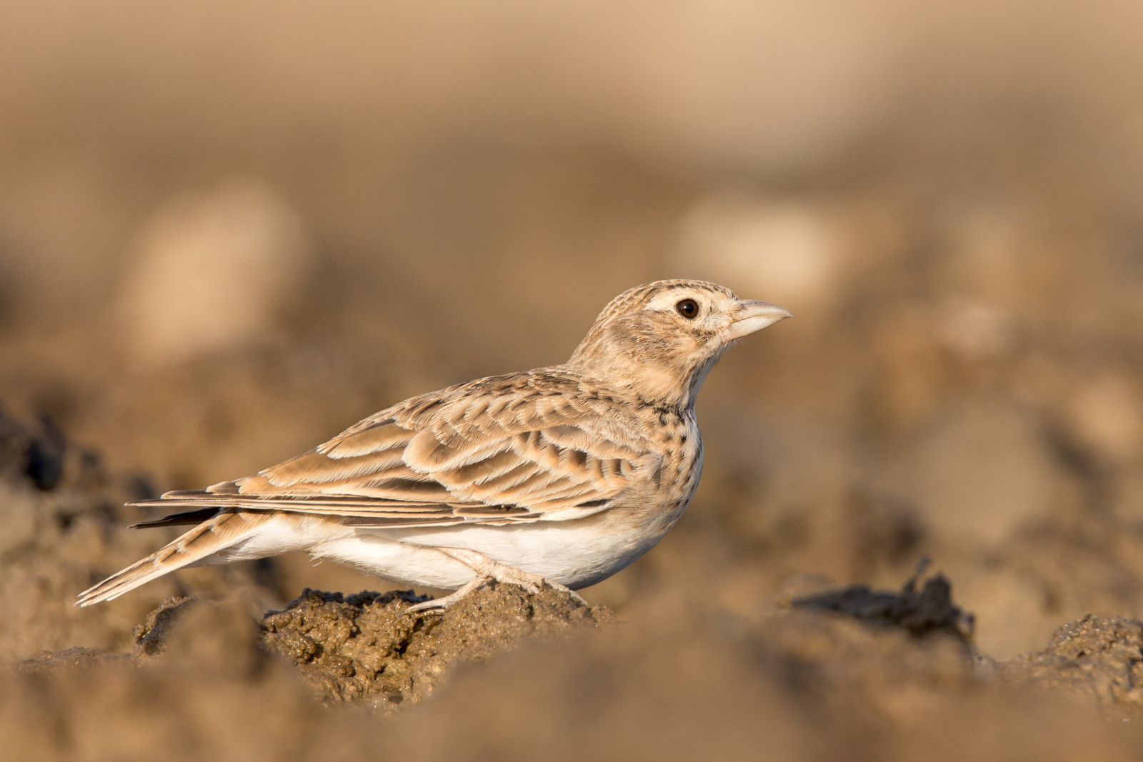 image Asian Short-toed Lark